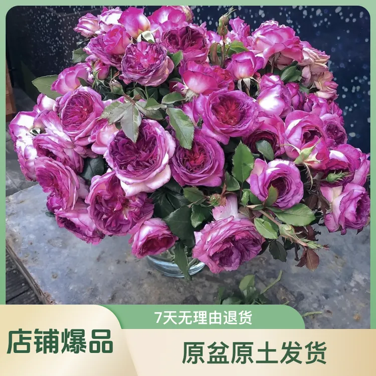 浓香丰花大花蓝莓蛋糕一加仑盆栽中苗原盆原土发货