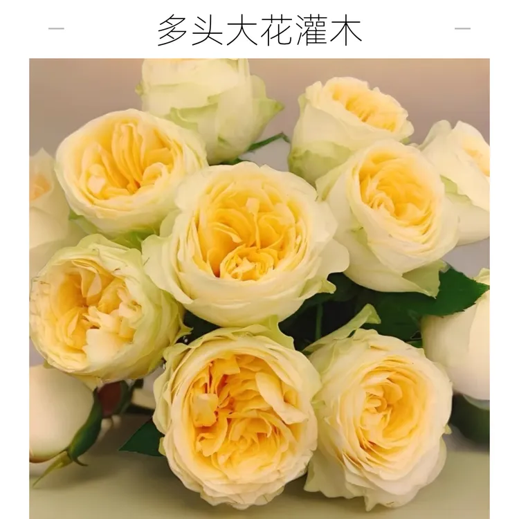 奶油杯肯尼亚玫瑰花苗一加仑原盆原土发货扦插苗包邮大花灌木多头
