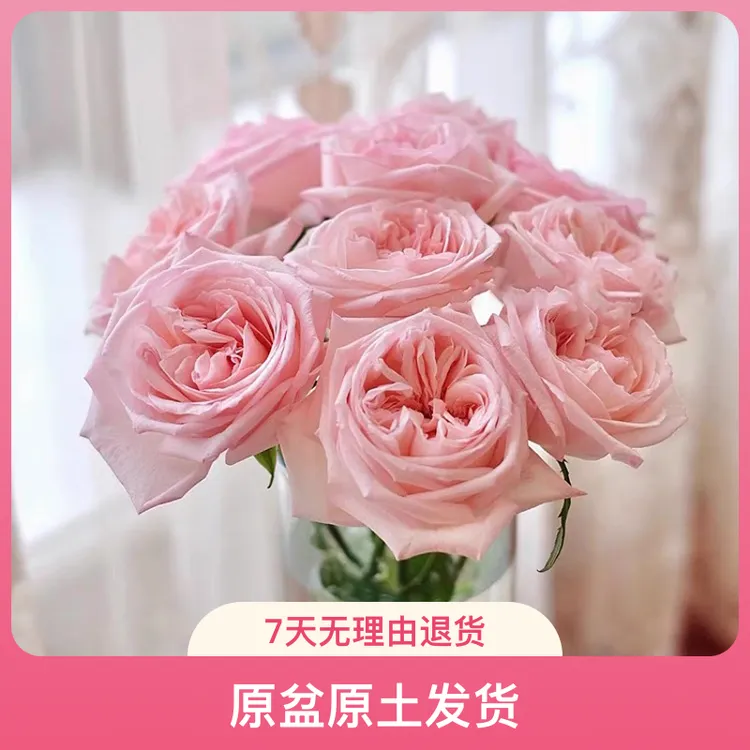 粉荔枝玫瑰浓香扦插苗精品一加仑月季原盆原土发货