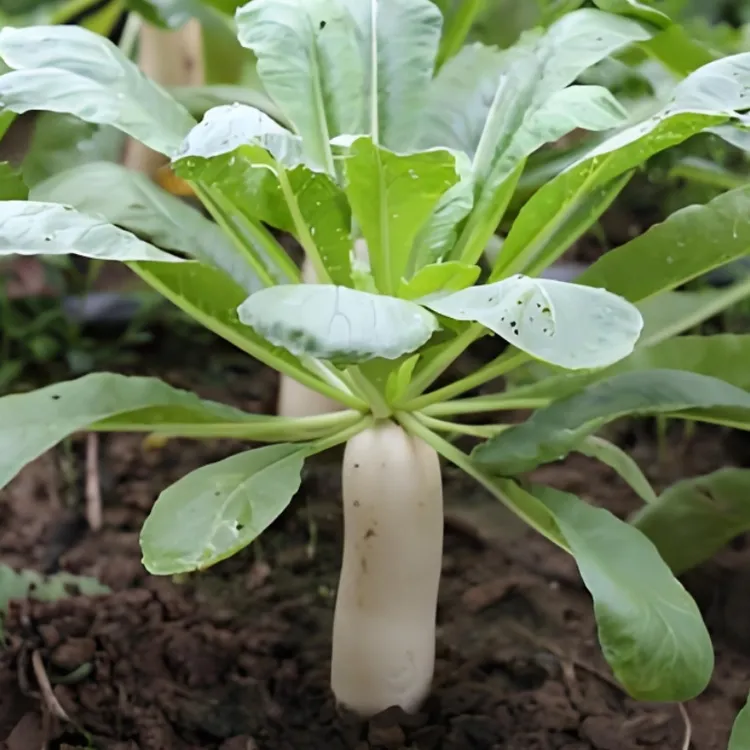 短叶早熟白萝卜种子高产大白萝卜籽耐热四季阳台庭院种植蔬菜种子