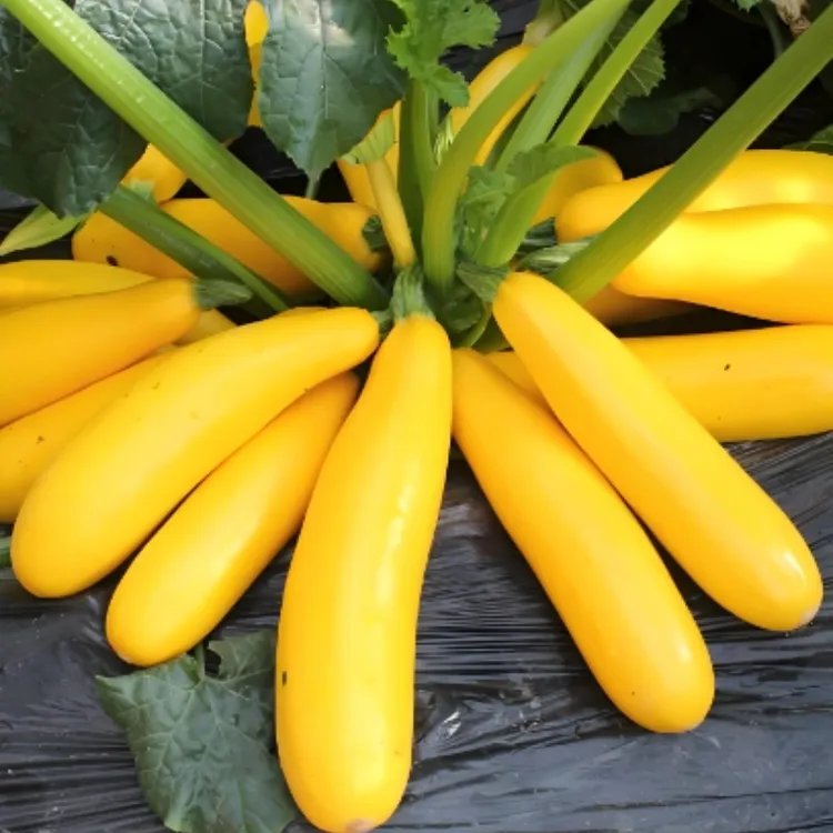 香蕉西葫芦种子香蕉瓜露天耐热抗寒高产四季嫩南瓜籽瓜果蔬菜种子