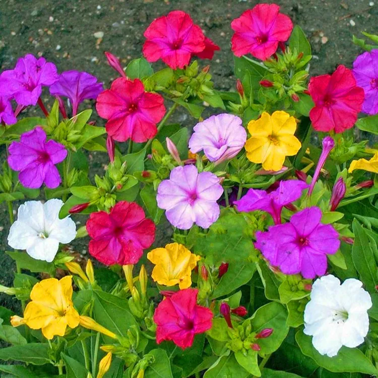 混色茉莉花种子茉莉花籽地雷花种子四季开花阳台庭院花园种子花卉