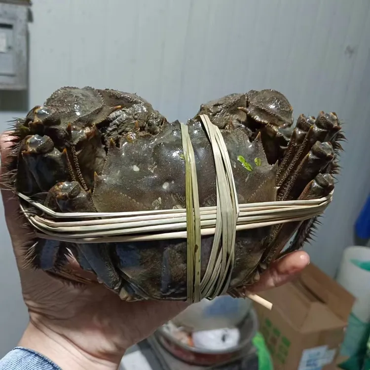 【巨无霸】特大母蟹4.5两母4-10只蟹侬直销精品蟹顺丰包邮礼盒包装