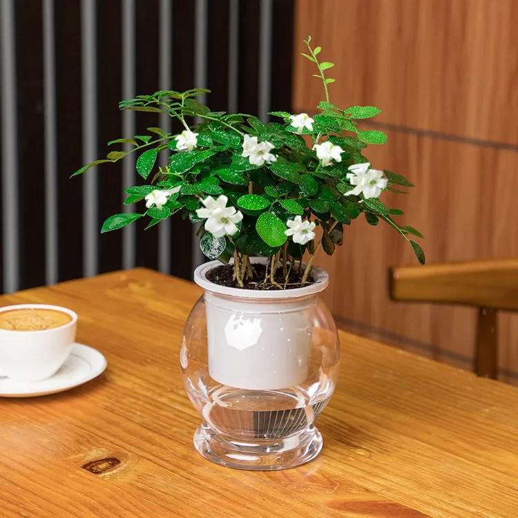 驱蚊九里香盆栽绿植王花火鹤春风南无发财树滴水观音直播间盆栽A