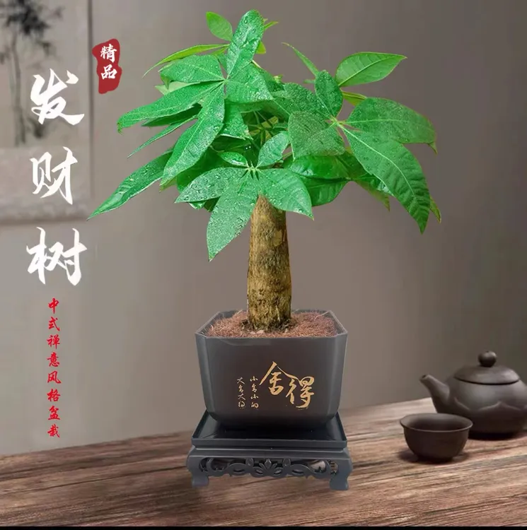【舍得发财树】邓掌柜室内好养护桌面绿色盆栽转运花卉鲜活发货观叶