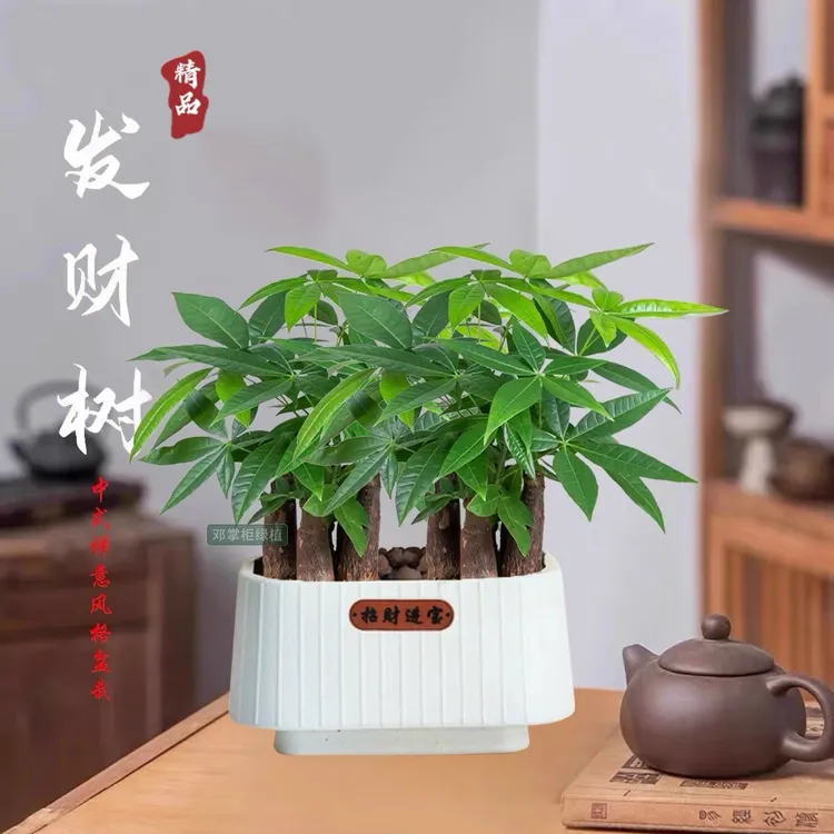 【6棵发财树】好桌面绿色盆栽办公室转运花卉鲜活发货花卉绿植盆栽