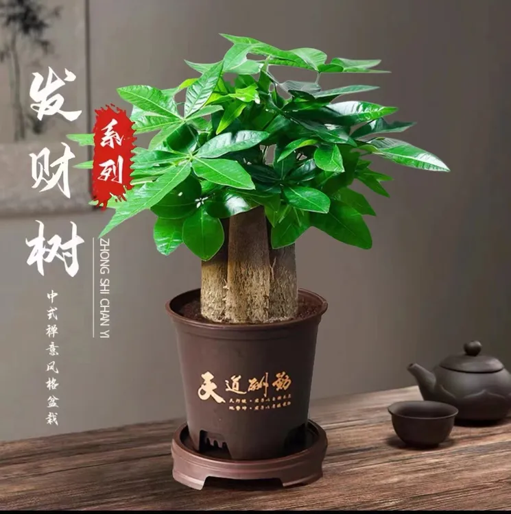 三杆发财树好养活耐旱盆栽办公室室内花卉绿植绿植花卉绿植盆栽商品图