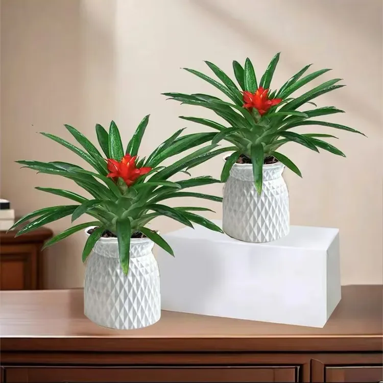 【到手2盆）鸿运当头小红星盆栽凤梨花卉绿植鲜花绿花植物水养盆栽