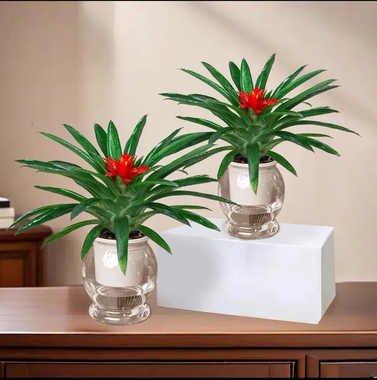 【买一送一】鸿运当头小红星盆栽凤梨水培花卉鲜花绿花植物水养开花