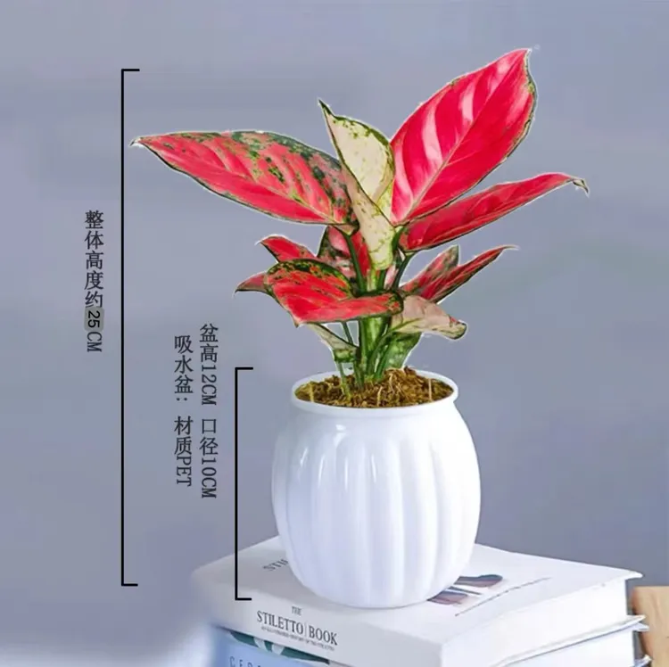 吉利红红颜植花卉盆栽室内客厅办公好养带懒人盆红色植物鲜活AB