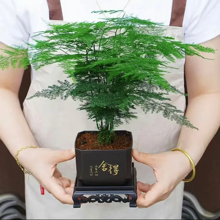 文竹盆栽盆景室内绿植好养护水培植物云竹盆景带盆花艺客厅文竹2
