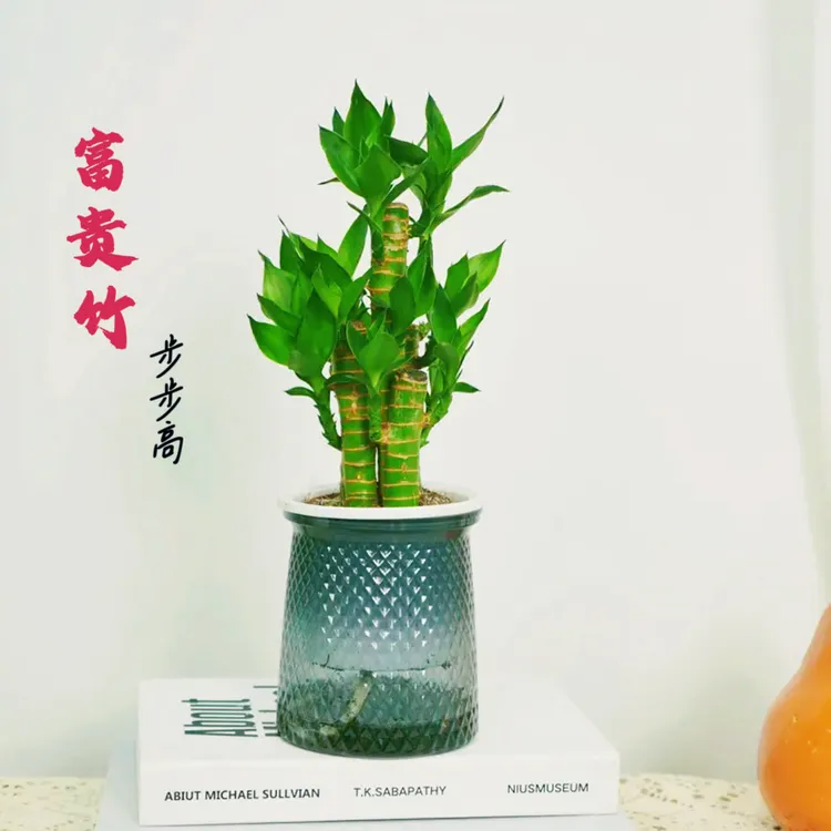 富贵竹盆栽好养观音竹文昌竹步步高水养卧室绿植土培客厅办公室