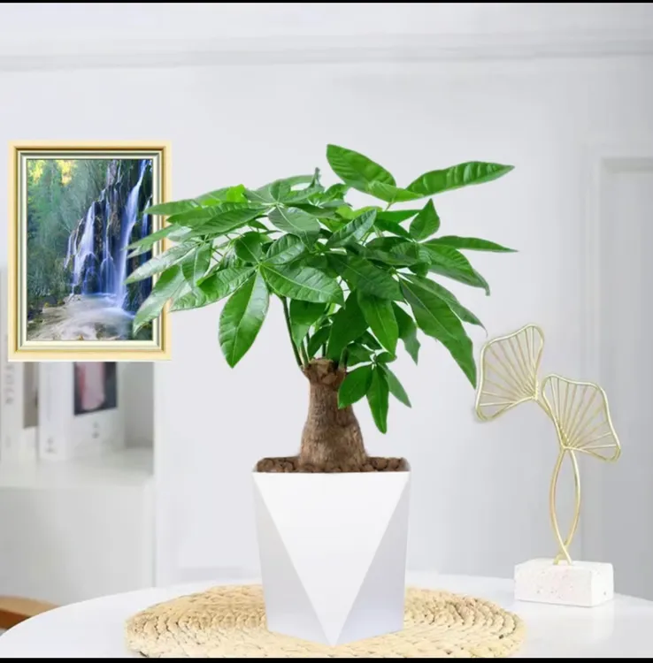 5年老桩发财树室内花卉绿植水培发财树办公室绿植花卉绿植盆栽