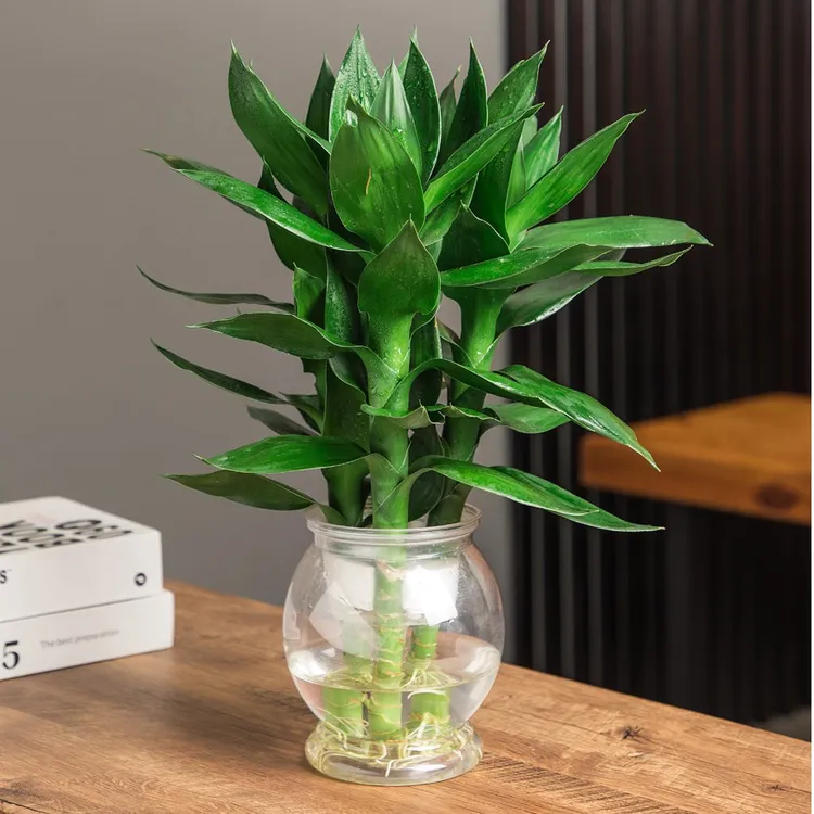 观音竹富贵竹水培植物绿色绿色养护前台美观好养盆栽绿色养护前台