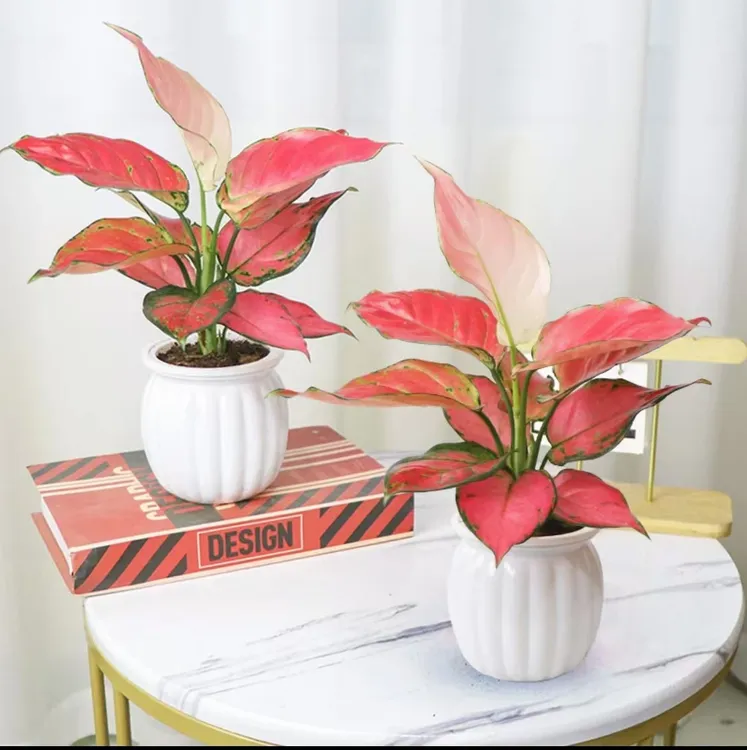 （买一送一）吉利红红颜花卉兰花盆栽室内客厅办公好养带懒人盆2