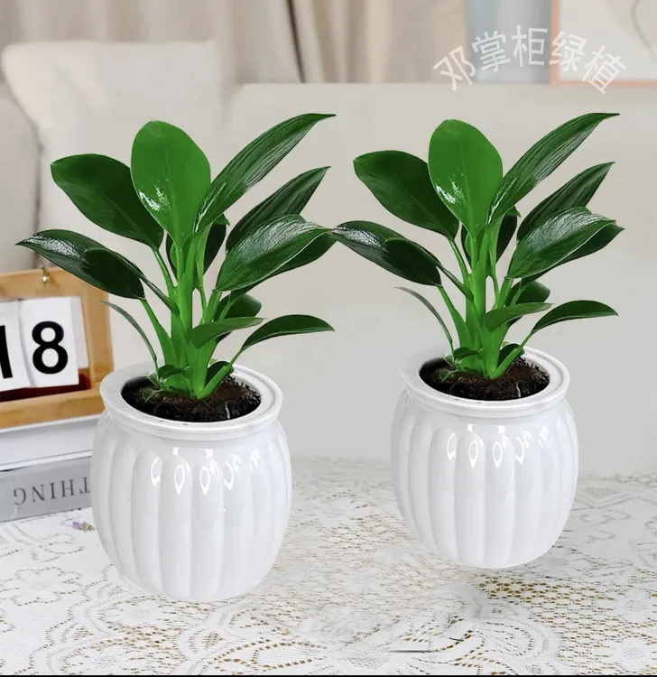 【拍一发二】金钻绿公主室内绿植水培吸甲醛净化空气绿植