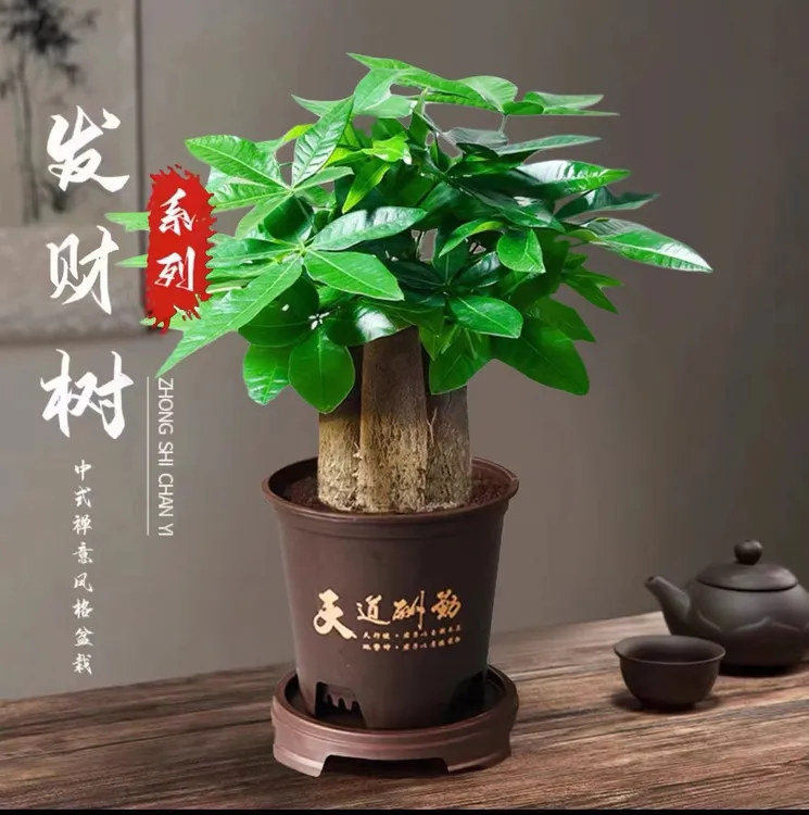 【三杆发财树】J好养活发财树盆栽室内绿植转运花卉幸运老桩卧室