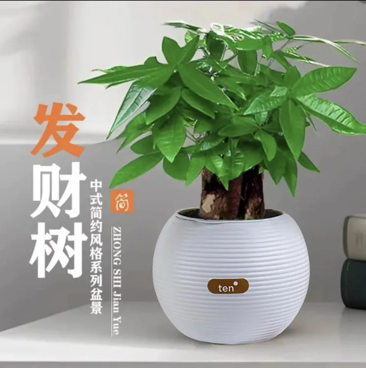 三杆发财树水培室内绿植花卉基地盆景好养护耐寒绿植造型盆栽