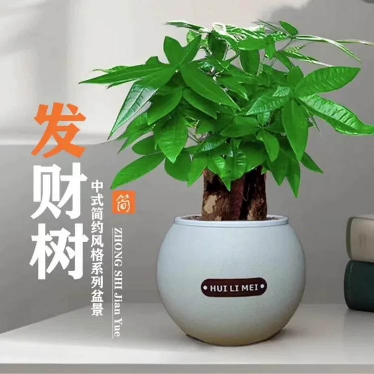 三杆发财树水培室内绿植花卉基地盆景好养护耐寒绿植造型盆栽ZY