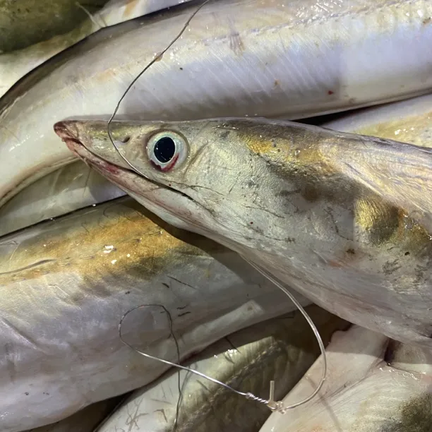 汕尾本港纯野生海钓鳗鱼内水麻鱼白鳗新鲜冰鲜冷冻海鱼生鲜批发