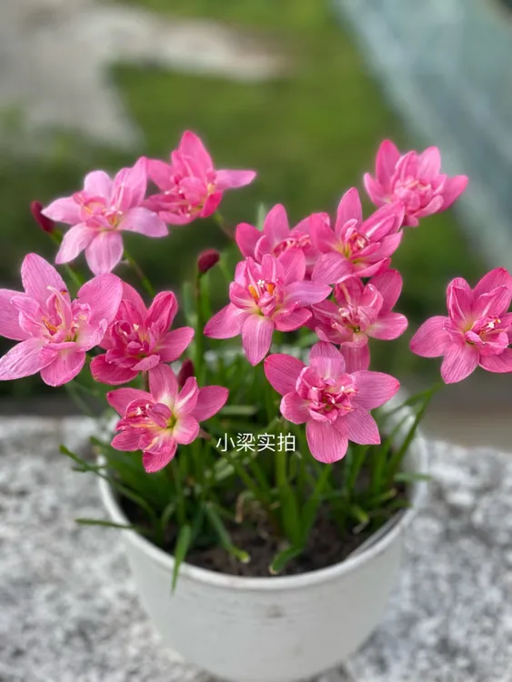 小梁网红重瓣多色风雨兰重新鲜苗带根带半叶子包对版夏季鲜艳苔藓