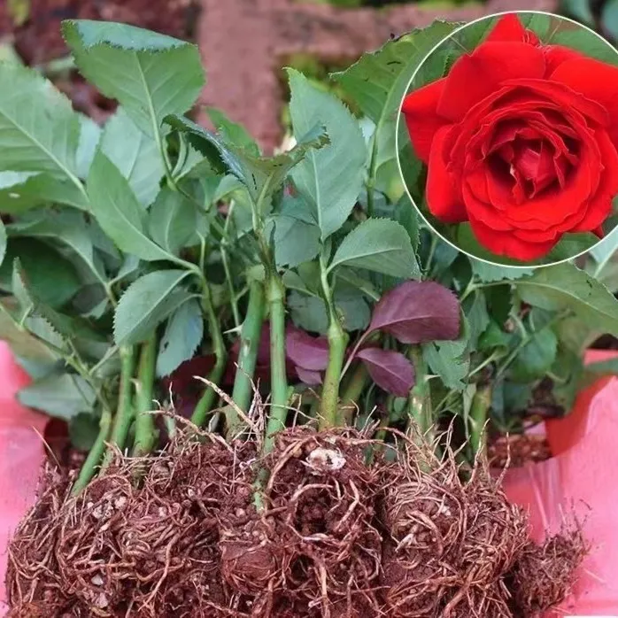 玫瑰花苗四季开花盆栽花卉植物室内花月季花树苗特大花月季裸根苗