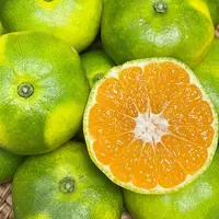 【看播福利】香甜蜜橘一份