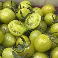 【老沙严选】内蒙古良心果农 翡翠小番茄 礼盒装2斤左右