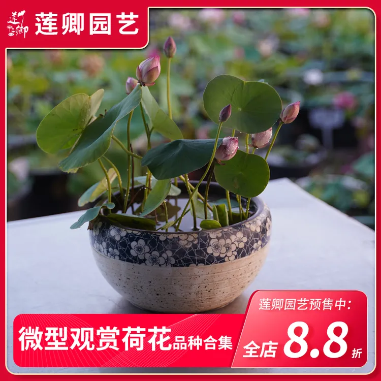 【微型丰花碗莲推荐】(莲卿园艺)种藕阳台开花盆栽水培庭院生长植物