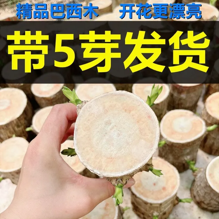 【带5芽】巴西木带芽发货开花幸运木盆栽水培植物花卉巴坦木客厅