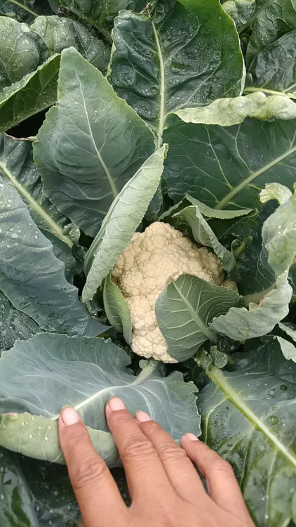 蔬菜白花菜绿色蔬菜