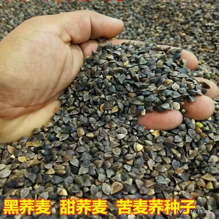 荞麦种子包邮优质甜荞麦种子 黑荞麦种子 苦荞种子四季种植芽菜