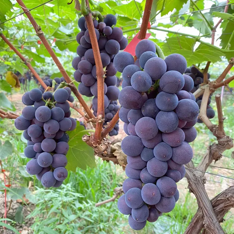 葡萄树苗巨峰阳光玫瑰盆栽地栽庭院耐寒南北方种植果树
