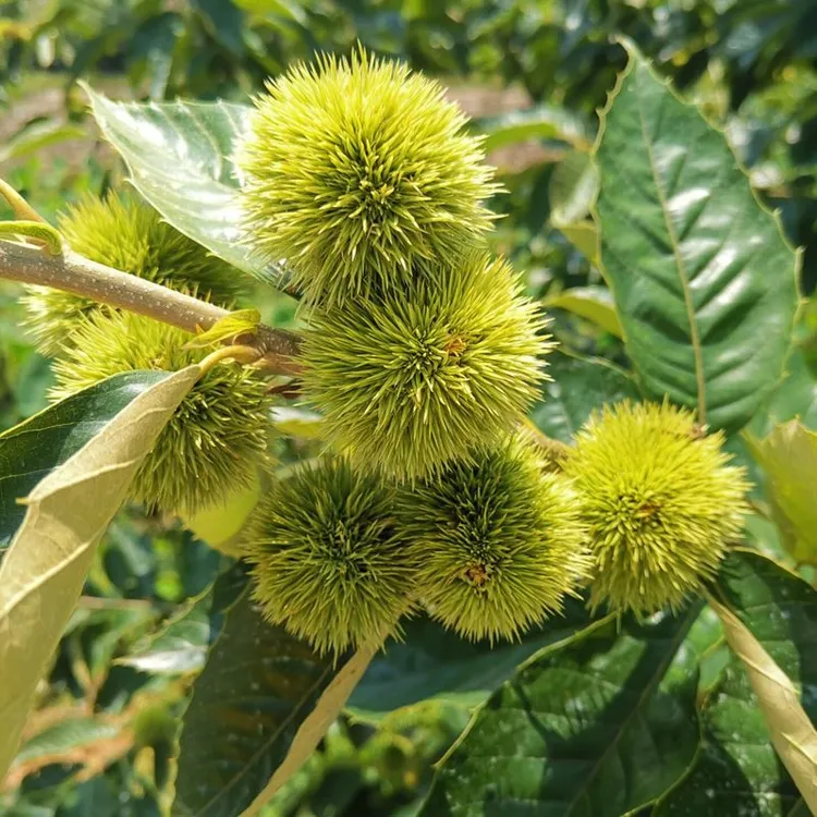 板栗树苗大红袍果树南北方盆栽庭院地栽