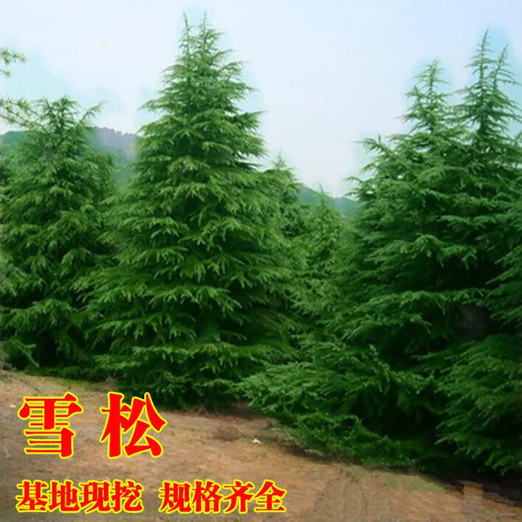 张晗雪松树苗圣诞树苗四季常青宝塔松耐寒绿化松树苗雪松苗雪松苗