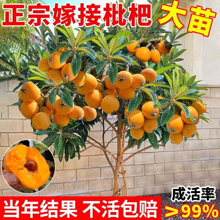 枇杷树苗果树果苗果树苗种植苗南方北方水盆栽水果白玉当年结果苗