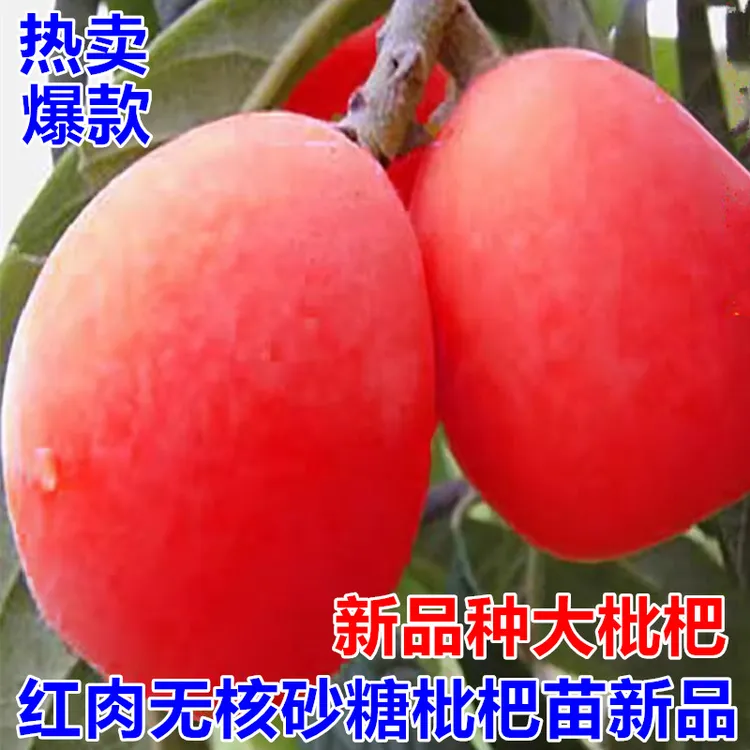 枇杷树苗无籽苗红肉无核砂糖枇杷苗新品南北方种植抗旱耐寒果树苗