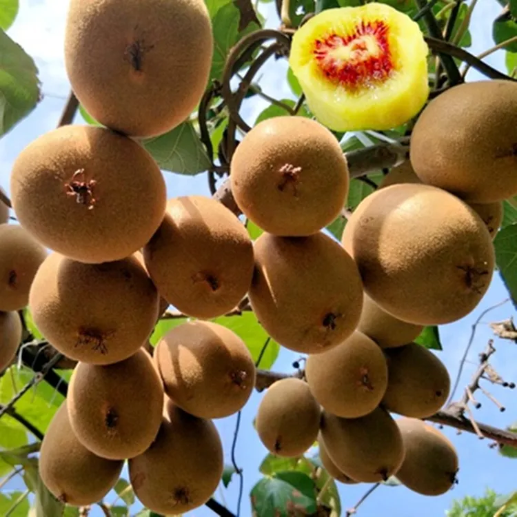 猕猴桃树苗 嫁接猕猴桃苗 盆栽地栽苗 南方北方种植果树苗当年结