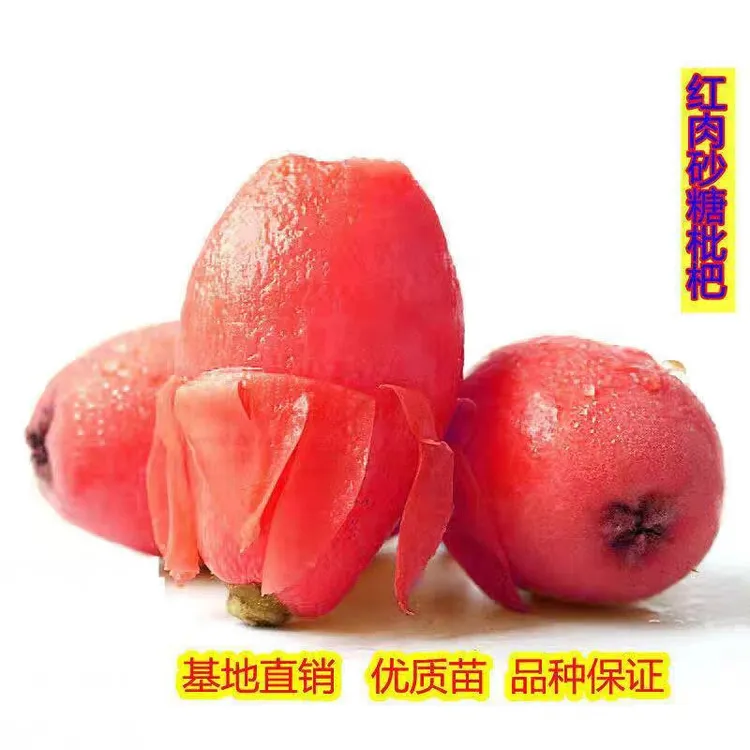 红肉无核砂糖枇杷苗新品枇杷树苗无籽苗南北方种植抗旱耐寒果树苗