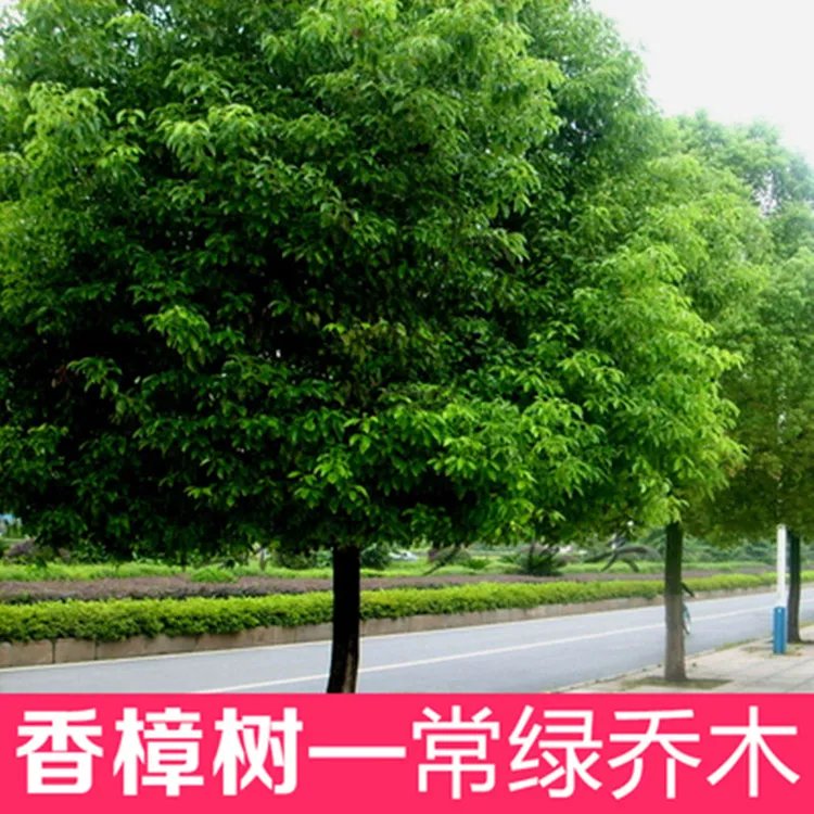 张晗香樟树苗绿化苗木道路工程大小叶盆栽庭院四季常青南北方种植