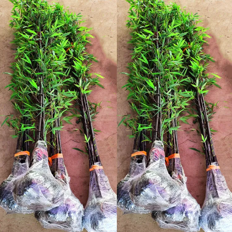 名贵矮化紫竹苗耐寒竹子苗庭院四季常青篱笆种植室内竹子盆栽黑竹