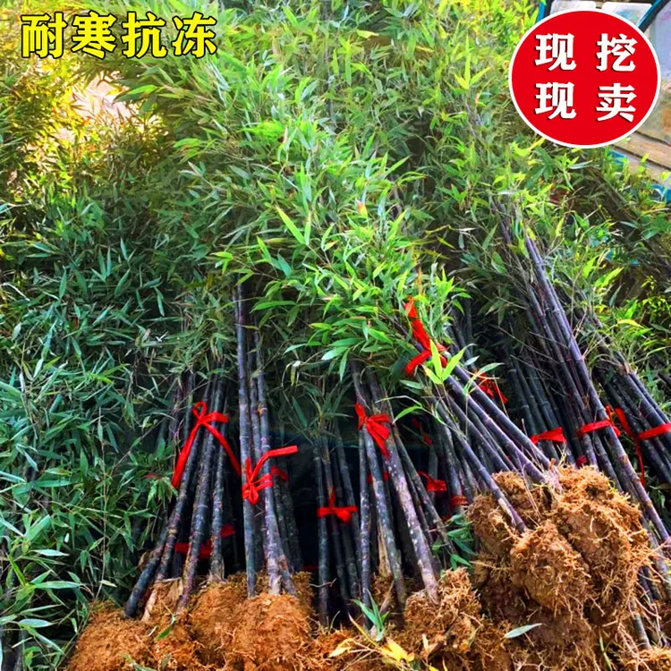 名贵矮化紫竹苗耐寒竹子苗庭院四季常青篱笆种植室内竹子盆栽