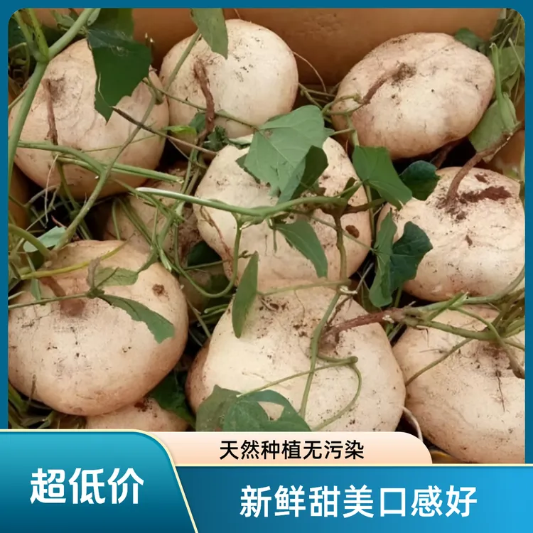 （清甜可口）新鲜凉薯水果应季沙地白地瓜皮薄孕妇产地直发大果蔬菜