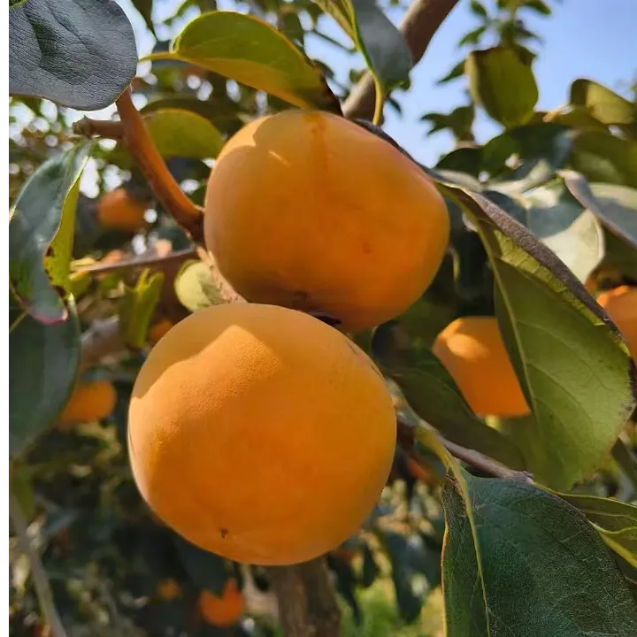 陕西阳丰巧克力甜柿子皮薄肉厚香甜多汁产地直发