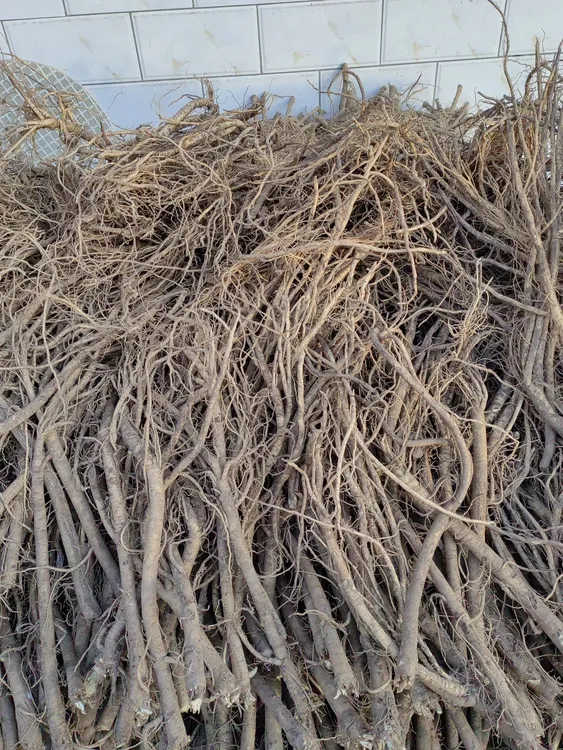 甘肃黄芪原产地直发