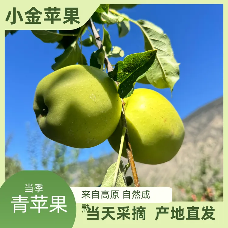 小金高原青苹果 自然成熟 当季新鲜水果现摘现发 12/24/36/箱