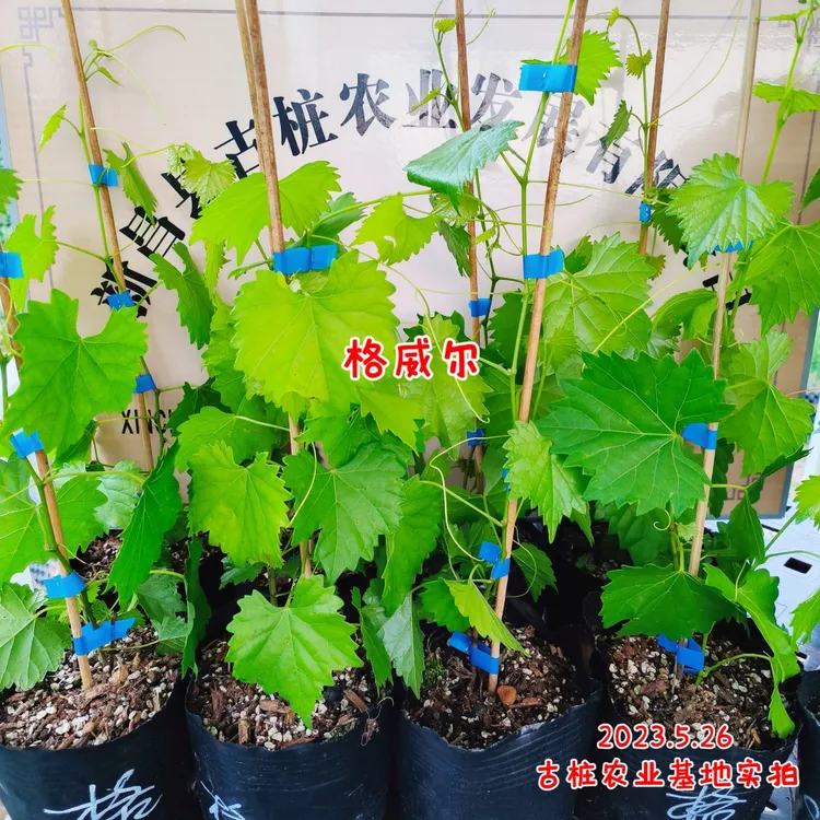 圆叶葡萄苗格威尔1米以上自粉庭院盆栽果树古桩农业非变异籽播苗