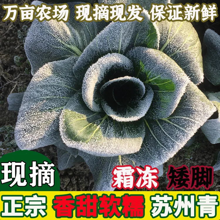 【顺丰】苏北农家新鲜霜冻苏州青菜露天太湖菜矮脚大青菜黑菜油菜