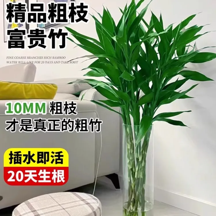 竹报平安水培植物办公室居家水养客厅花卉绿植易活节节高富贵竹子