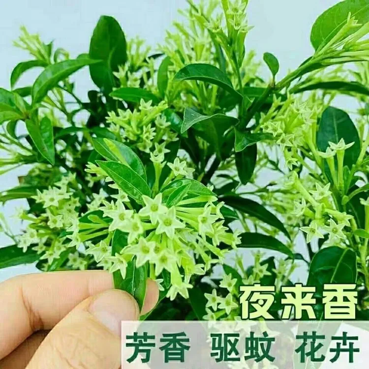 目前还没有花苞夜来香驱蚊植物开花清香四季香净化空气花卉盆栽